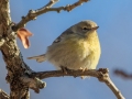 Pine Warbler (female) - Paris Landing State Park, Henry County, January 23, 2021