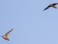 Chimney Swifts - Dunbar Cave State Park, Clarksville, Montgomery County, July 11, 2022