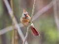Northern Cardinal - Yard Birds, Clarksville, Montgomery County, TN, December 6, 2022