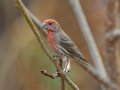 House Finch - Yard Birds, Clarksville, Montgomery County, TN, December 6, 2022