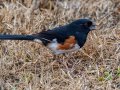 Eastern Towhee - Yard Birds, Clarksville, Montgomery County, TN, December 6, 2022