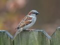 House Sparrow - Yard Birds, Clarksville, Montgomery County, TN, December 6, 2022