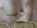 White-crowned Sparrow (juvenile) - Yard Birds,, Clarksville, Montgomery County, TN, January 2022