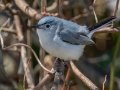 Blue-gray Gnatcatcher - Cross Creeks NWR, Stewart County, April 3, 2022