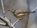 Louisiana Waterthrush - Cross Creeks NWR, Stewart County, April 3, 2022