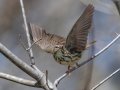 Louisiana Waterthrush - Cross Creeks NWR, Stewart County, April 3, 2022