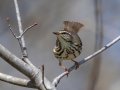 Louisiana Waterthrush - Cross Creeks NWR, Stewart County, April 3, 2022