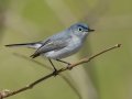 Blue-gray Gnatcatcher - Cross Creeks NWR, Stewart County, April 3, 2022