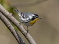 Yellow-throated Warbler - Cross Creeks NWR, Stewart County, April 3, 2022