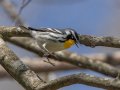 Yellow-throated Warbler - Cross Creeks NWR, Stewart County, April 3, 2022