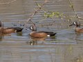 Blue-winged Teal - Cross Creeks NWR, Stewart County, April 3, 2022