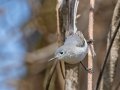 Blue-gray Gnatcatcher - Cross Creeks NWR, Stewart County, April 3, 2022