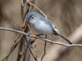 Blue-gray Gnatcatcher - Cross Creeks NWR, Stewart County, April 3, 2022