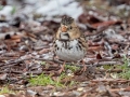 Harris's Sparrow - Private Residence, Flat Creek Rd, College Grove US-TN , Williamson County, Jan 17, 2022