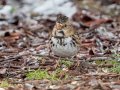Harris's Sparrow - Private Residence, Flat Creek Rd, College Grove US-TN , Williamson County, Jan 17, 2022