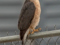 Cooper's Hawk - Wild Birds Unlimited, Davidson County, Jan 17, 2022