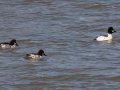 Common Goldeneyes - Cross Creeks NWR - Headquarters, Stewart County, Jan 25, 2022