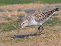 White-rumped Sandpiper - Bells Bend Nature Center, Davidson County, May 20, 2022