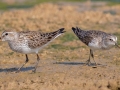 White-rumped Sandpiper (left) with a  Semipalmated Sandpiper (right) - Bell's Bend Nature Park - Davidson County, May 20, 2022