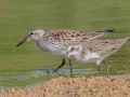 White-rumped Sandpiper stands behind a Semipalmated Sandpiper - Bell's Bend Nature Park - Davidson County, May 20, 2022