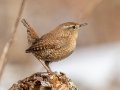 Winter Wren - Dunbar Cave SP, Montgomery County, Jan 8, 2022