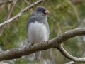 Dark-eyed Junco (Slate-colored) - Dunbar Cave SP, Montgomery County, Jan 8, 2022