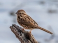 Song Sparrow - Dunbar Cave SP, Montgomery County, Jan 8, 2022