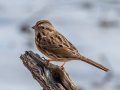 Song Sparrow - Dunbar Cave SP, Montgomery County, Jan 8, 2022