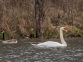 Mute Swan  (male swimming by nest site). Cross Creeks NWR - Eagle Scout Observation Deck, Stewart County, March 21, 2022