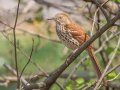 Brown Thrasher - Dunbar Cave SP, Montgomery, March 30, 2022
