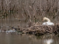 Mute Swan  (female on nest). Cross Creeks NWR - Eagle Scout Observation Deck, Stewart County, March 21, 2022