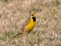 Eastern Meadowlark - Liberty Park & Marina, Clarksville, Montgomery County, March 4, 2022