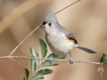 Tufted Titmouse - Dunbar Cave SP, Montgomery County, Jan 8, 2022