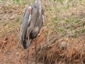 Great Blue Heron - Dunbar Cave SP, Montgomery, March 30, 2022