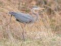 Great Blue Heron - Dunbar Cave SP, Montgomery, March 30, 2022
