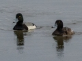 Greater Scaup - Paris Landing SP, Henry County, Feb 1, 2022
