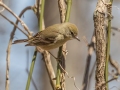 Orange-crowned Warbler - Barkley WMA, Stewart County, April 1, 2022