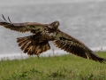Bald Eagle (juvenile) - Barkley WMA, Stewart County, March 11, 2022
