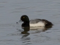 Greater Scaup - Paris Landing SP, Henry County, Feb 1, 2022