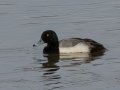 Greater Scaup - Paris Landing SP, Henry County, Feb 1, 2022