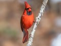 Northern Cardinal - Dunbar Cave SP, Montgomery County, Jan 8, 2022