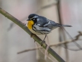 Yellow-throated Warbler - Barkley WMA, Stewart County, April 1, 2022
