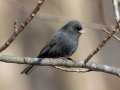 Dark-eyed Junco (Slate-colored, melanistic) - Dunbar Cave SP, Montgomery County, Jan 8, 2022