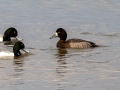 Greater Scaup with a Lesser Scaup (far left) - Paris Landing SP, Henry County, Feb 1, 2022