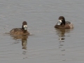 Greater Scaup (background) with Lesser Scaup (foreground). - The Greater Scaup has a large, triangular nail head, a rounded head, a shorter, thick neck, and is a heavier and larger duck. Paris Landing SP, Henry County, Feb 1, 2022