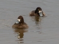 Greater Scaup (background) with Lesser Scaup (foreground). - The Greater Scaup has a large, triangular nail head compared to the smaller - more rectangular shape of the Lesser Scaup.  Paris Landing SP, Henry County, Feb 1, 2022