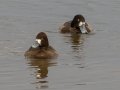 Greater Scaup (background) with Lesser Scaup (foreground). - The Greater Scaup has a large, triangular nail head compared to the smaller - more rectangular shape of the Lesser Scaup.  Paris Landing SP, Henry County, Feb 1, 2022