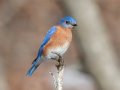 Eastern Bluebird - Dunbar Cave SP, Montgomery County, Jan 8, 2022