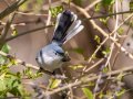 Blue-gray Gnatcatcher -Lake Barkley NWA, Stewart County, April 1, 2022