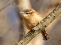 Carolina Wren - Dunbar Cave SP, Montgomery County, Jan 26, 2022
